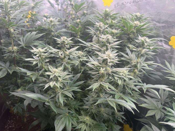 5th grow, with advanced nutrients setup. Week 12