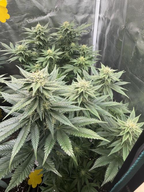 5th grow, with advanced nutrients setup. Week 12