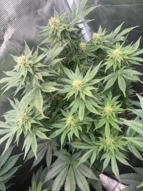 5th grow, with advanced nutrients setup. Week 12