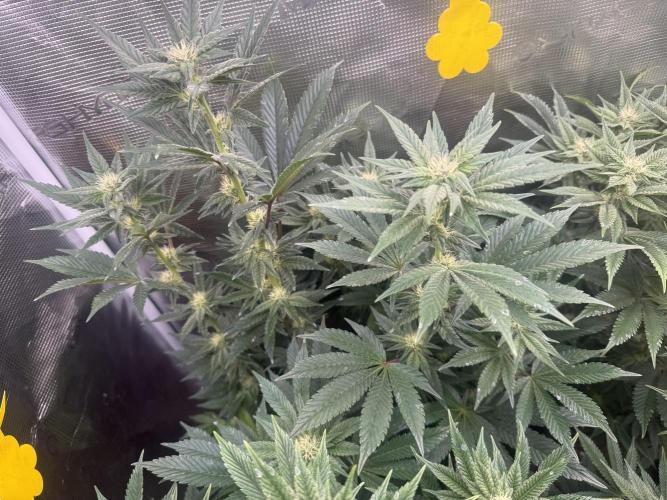 5th grow, with advanced nutrients setup. Week 12