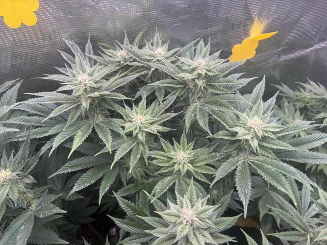 5th grow, with advanced nutrients setup. Week 12