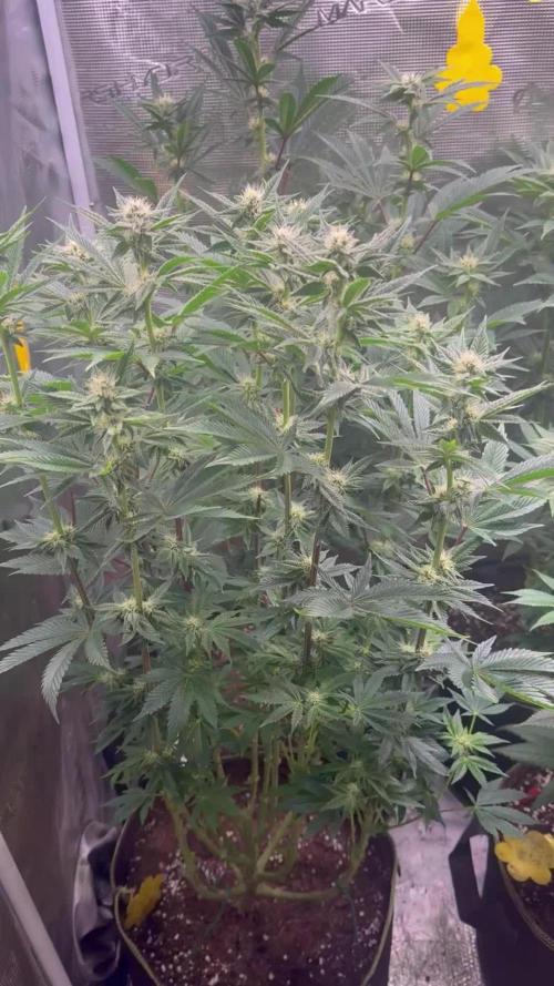 5th grow, with advanced nutrients setup