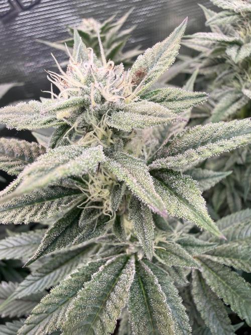 5th grow, with advanced nutrients setup. Week 13