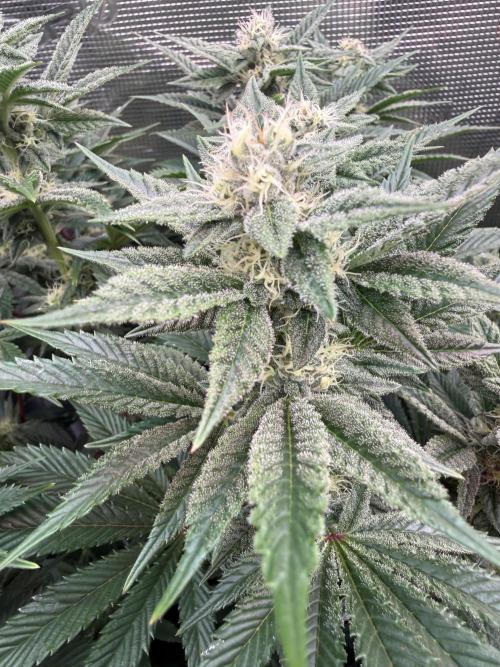 5th grow, with advanced nutrients setup. Week 13