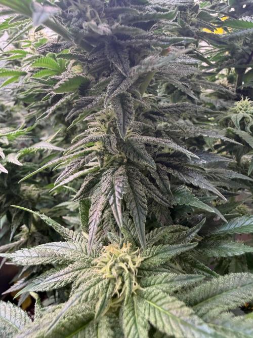 5th grow, with advanced nutrients setup. Week 13