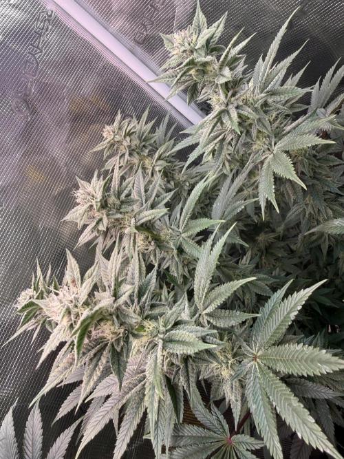 5th grow, with advanced nutrients setup. Week 13