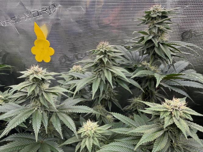 5th grow, with advanced nutrients setup. Week 13