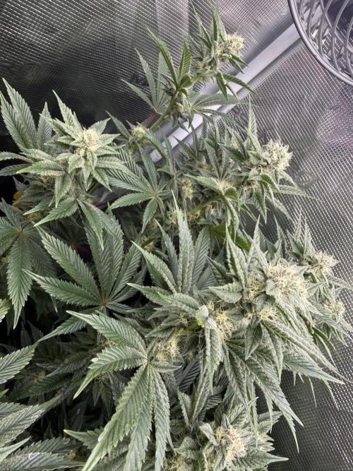 5th grow, with advanced nutrients setup. Week 13