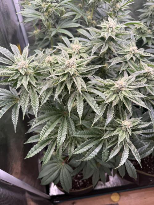 5th grow, with advanced nutrients setup. Week 13