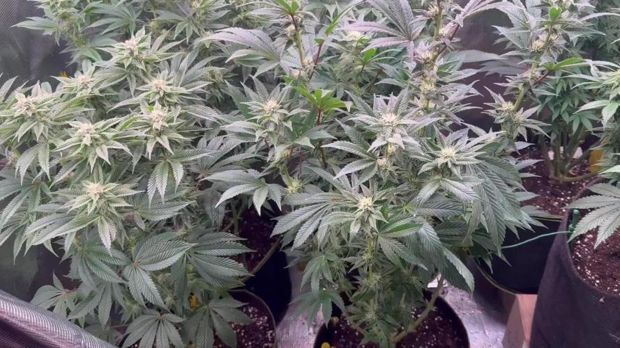 5th grow, with advanced nutrients setup