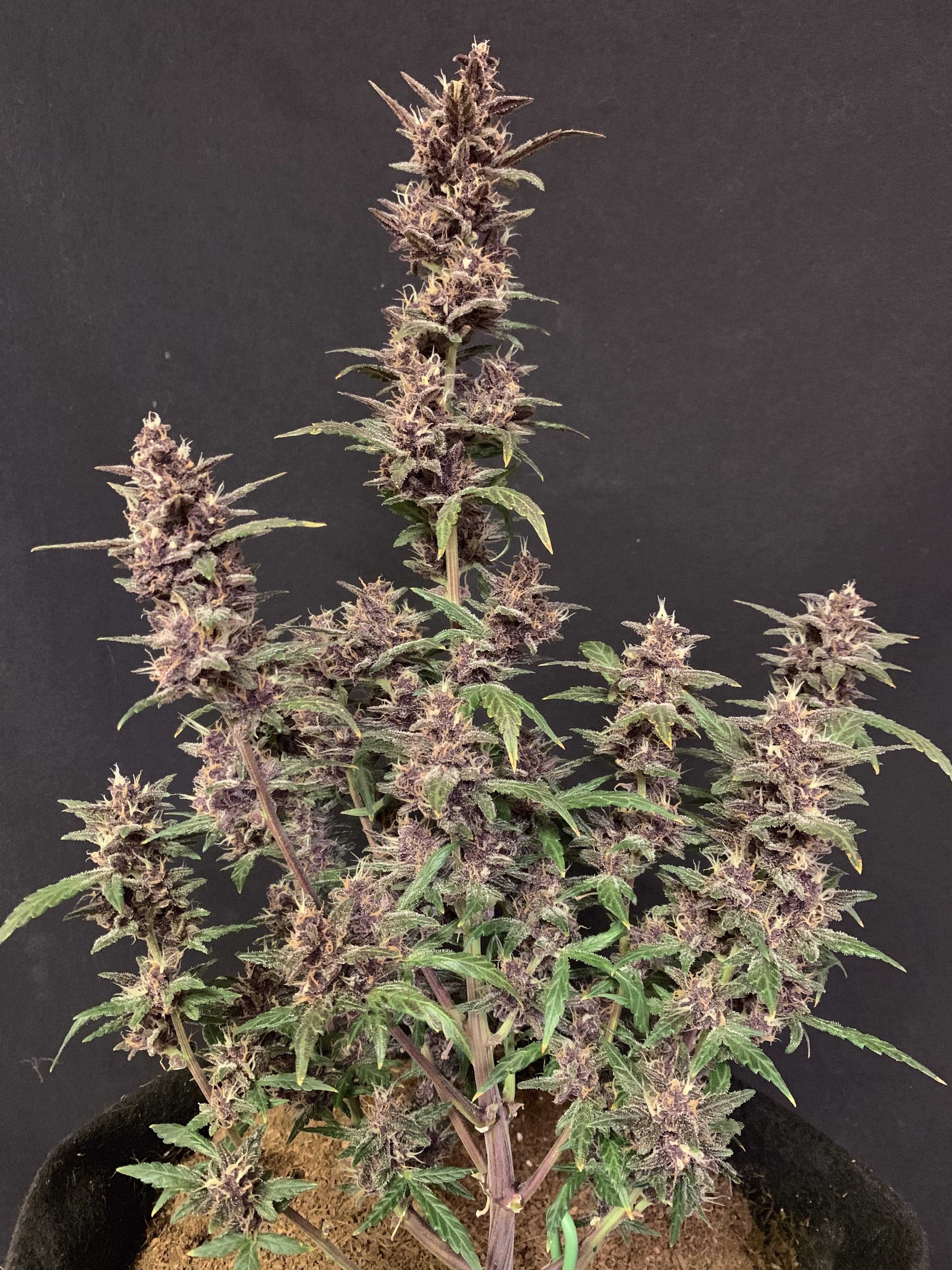 Sweet Seeds Devil Cream Auto grow diary (journal) week10 by VegHead_Lou