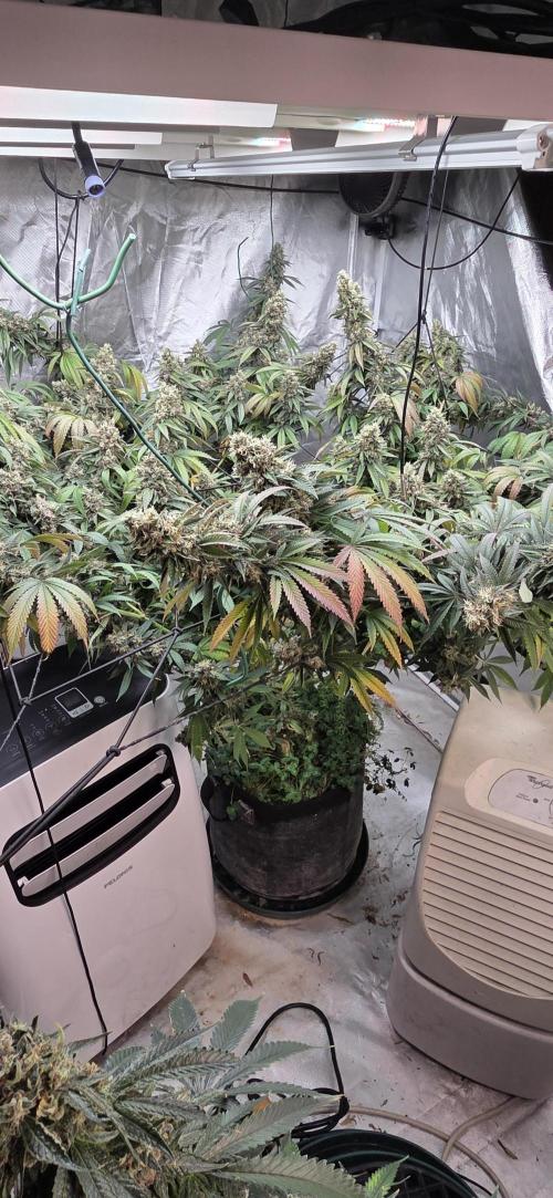 LFG is cooking 🔥🔥. Week 1 - 5 gallon fabric pot  hand watered Athena