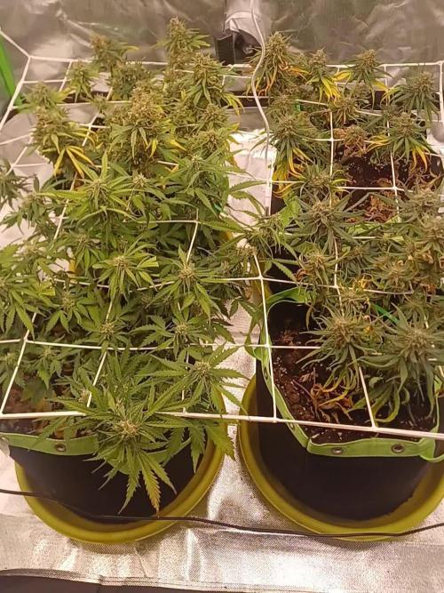 Four ladys