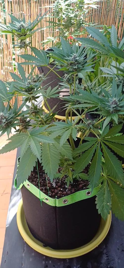 Banana purple punch