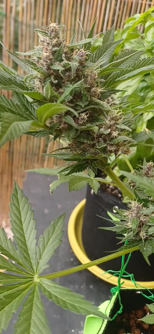 Banana purple punch