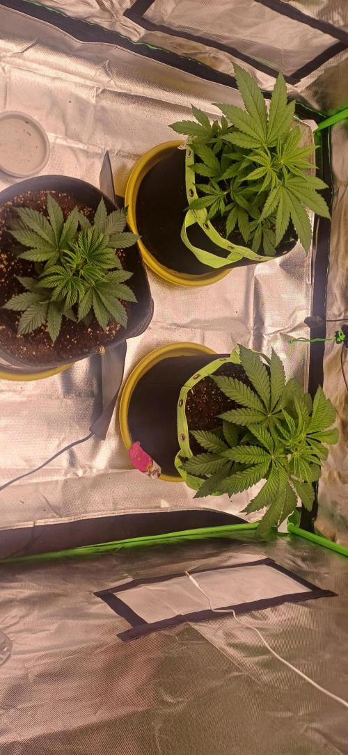 Nuovo diario 2025/2026. Week 4