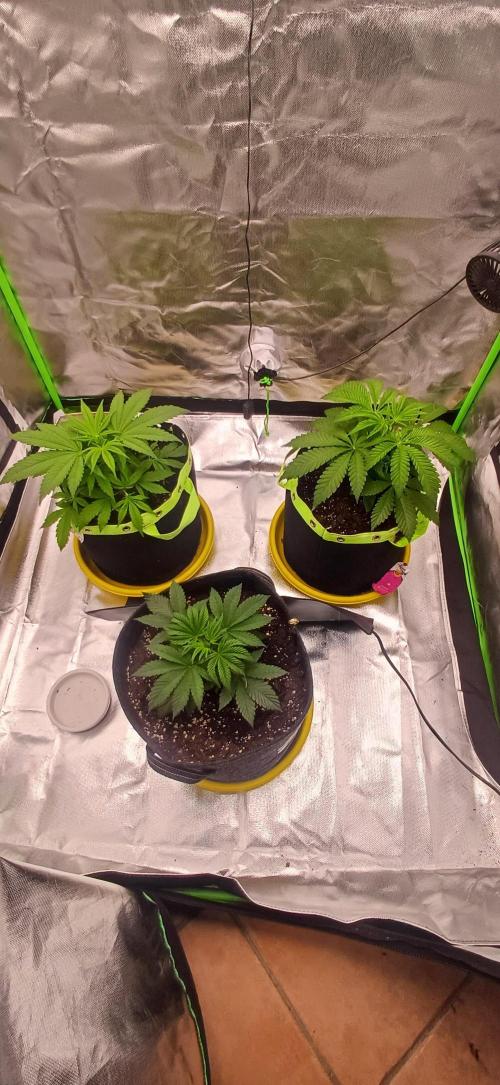 Nuovo diario 2025/2026. Week 4