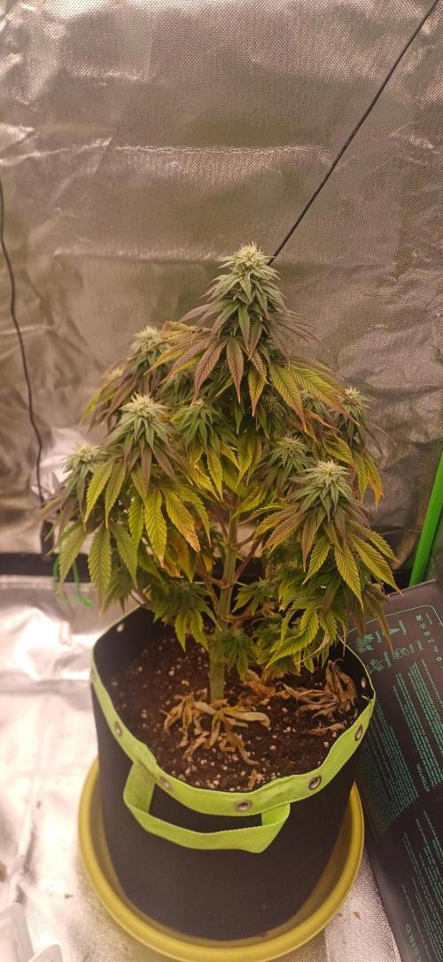 Nuovo diario 2025/2026. Week 8 - Bluemistic 