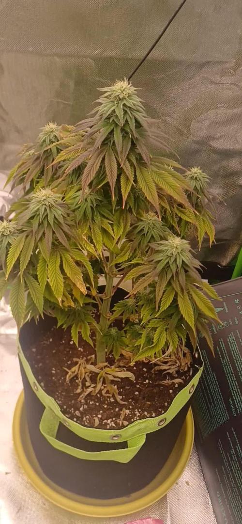 Nuovo diario 2025/2026