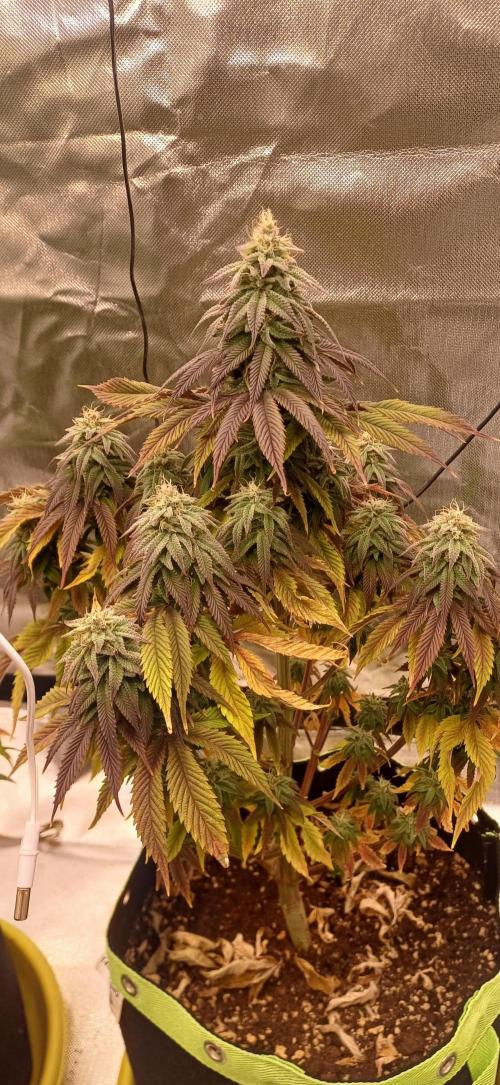 Nuovo diario 2025/2026. Week 9