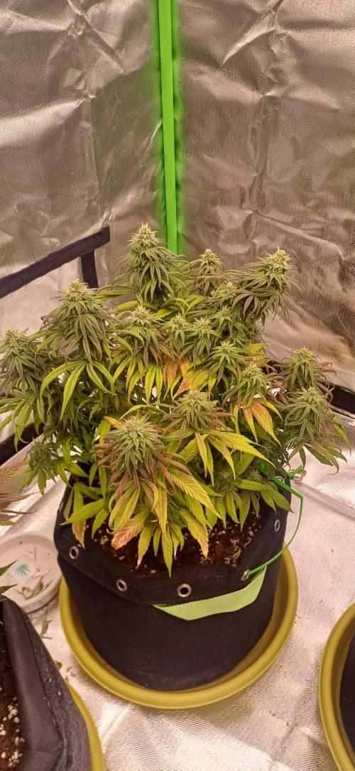 Nuovo diario 2025/2026. Week 9