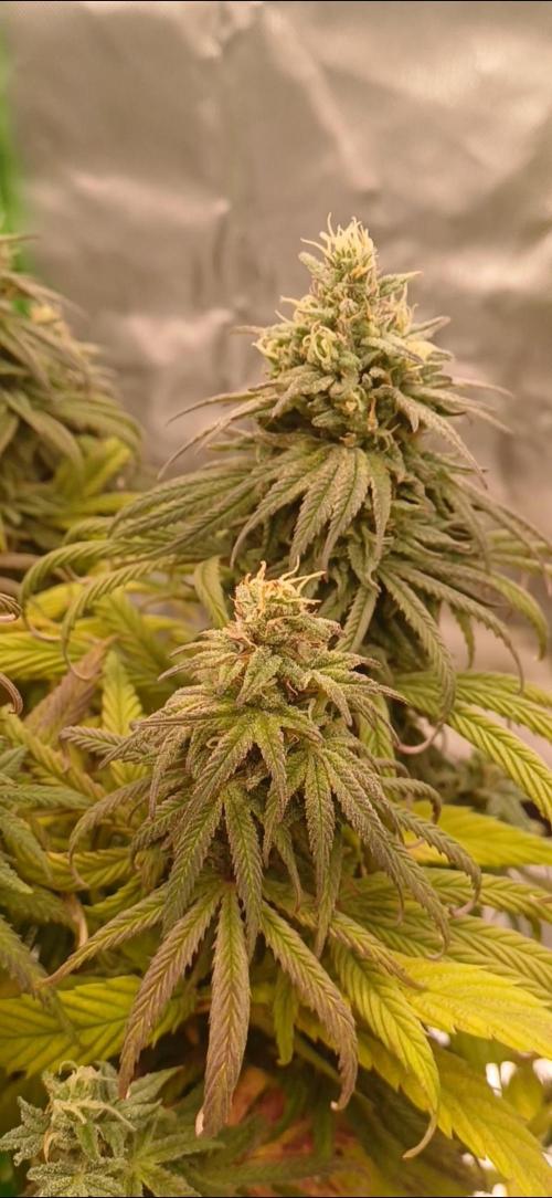 Nuovo diario 2025/2026. Week 10