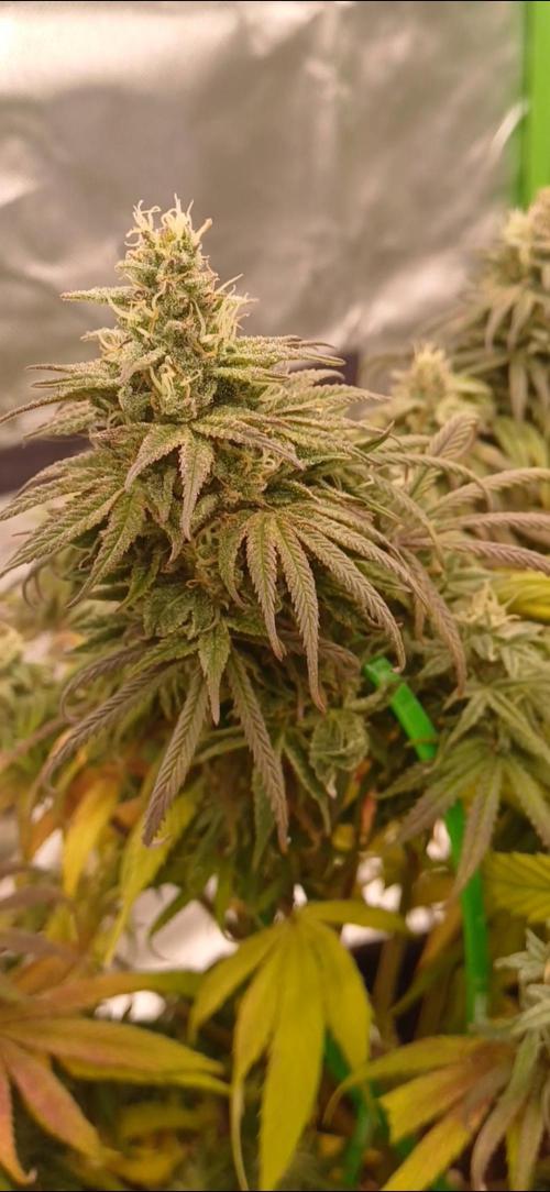 Nuovo diario 2025/2026. Week 10