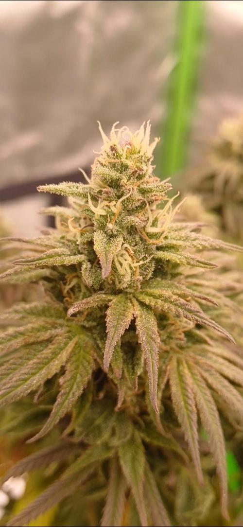 Nuovo diario 2025/2026. Week 10