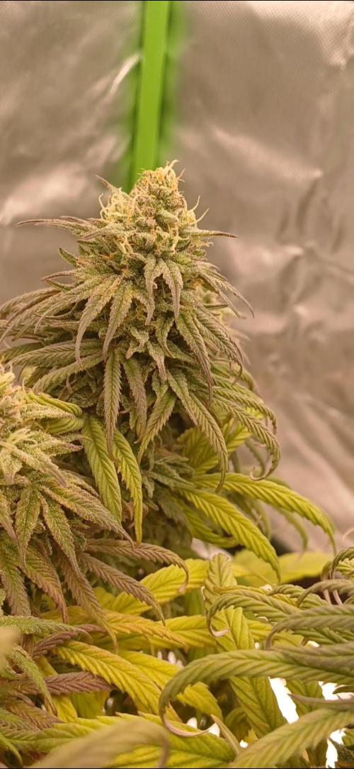 Nuovo diario 2025/2026. Week 10