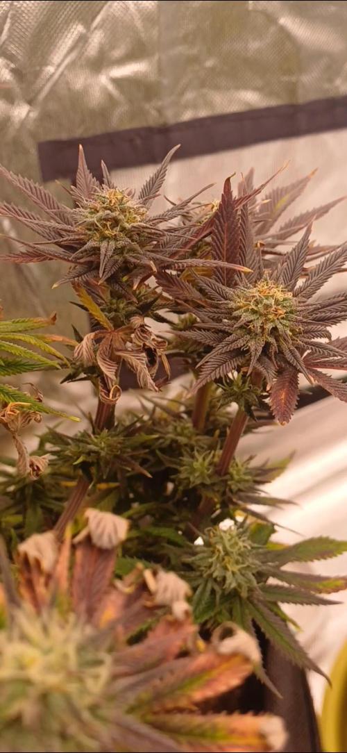 Nuovo diario 2025/2026. Week 10