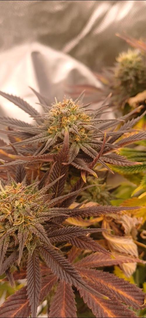 Nuovo diario 2025/2026. Week 10