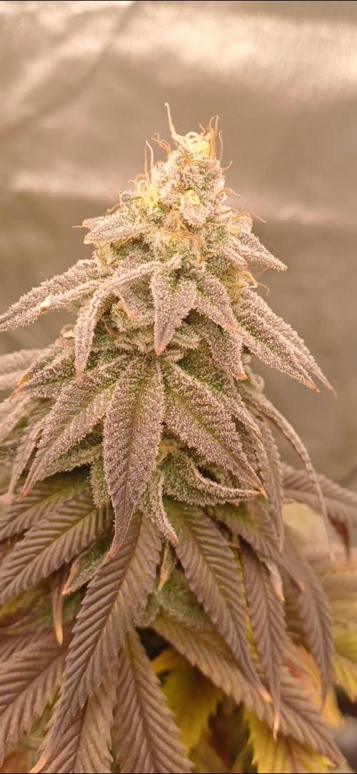 Nuovo diario 2025/2026. Week 10