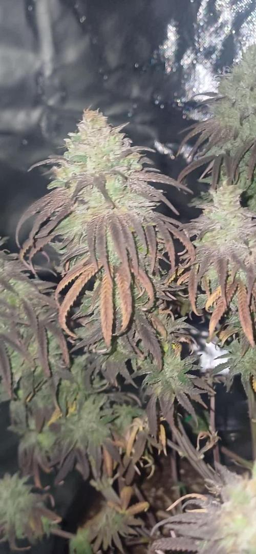 Nuovo diario 2025/2026