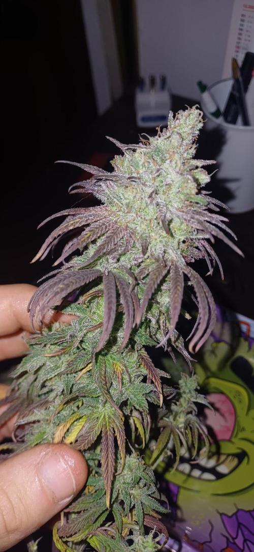 Nuovo diario 2025/2026. Week 12