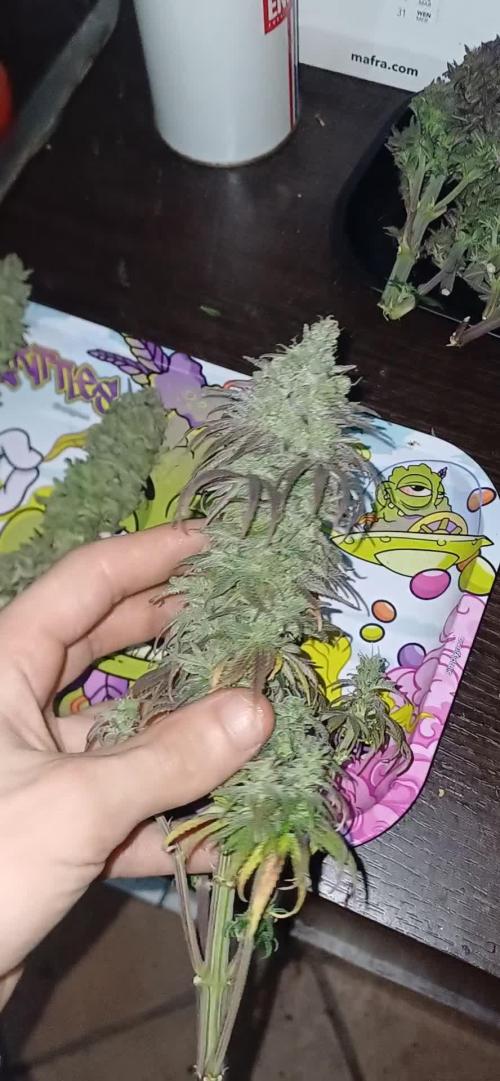 Nuovo diario 2025/2026