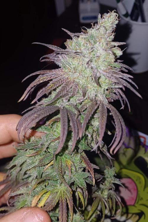 Nuovo diario 2025/2026. Week 12