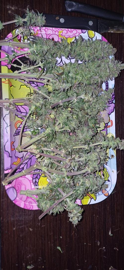 Nuovo diario 2025/2026. Week 12