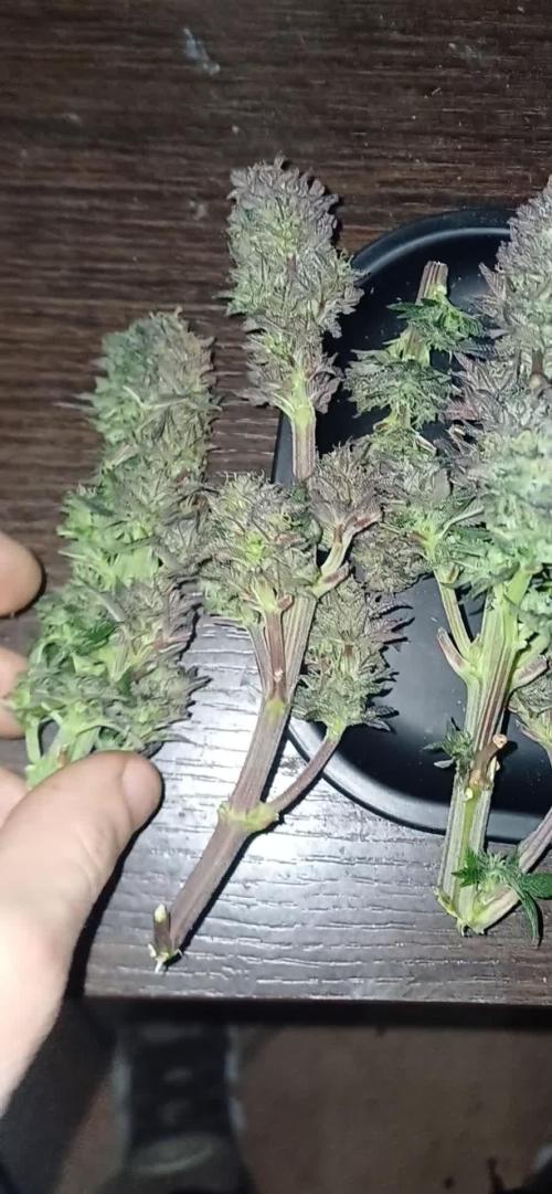 Nuovo diario 2025/2026