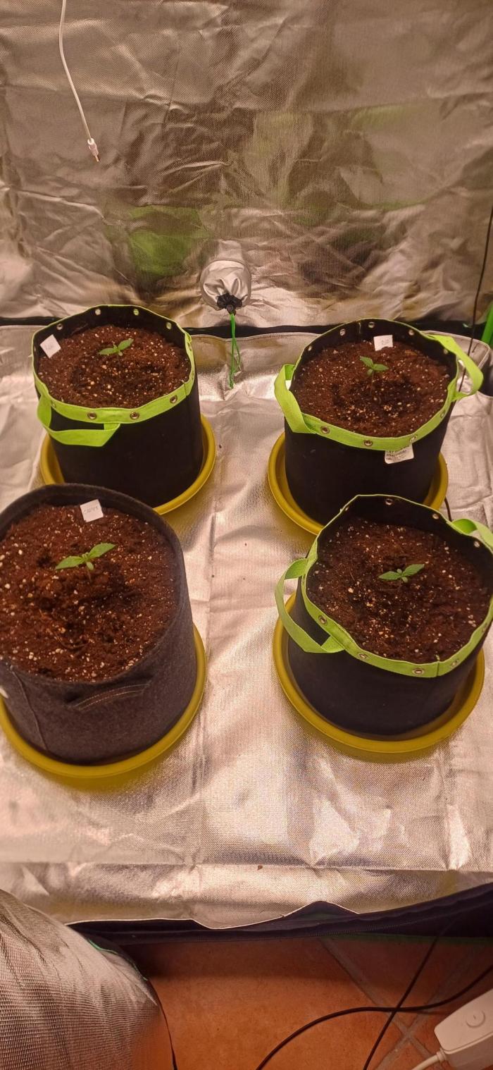 Prime landrace. Week 2