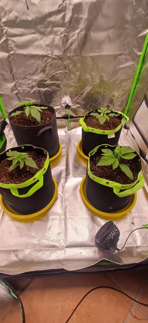 Prime landrace. Week 3