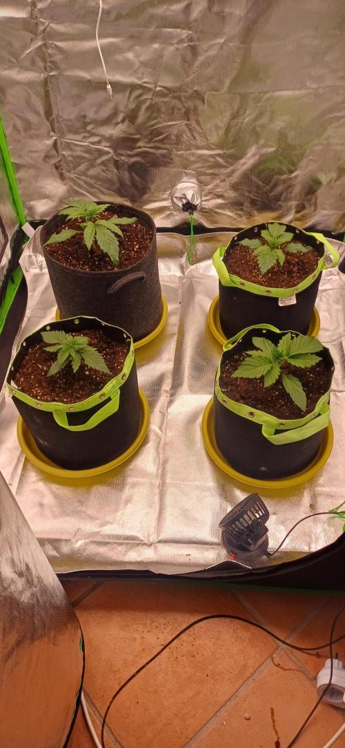 Prime landrace. Week 3