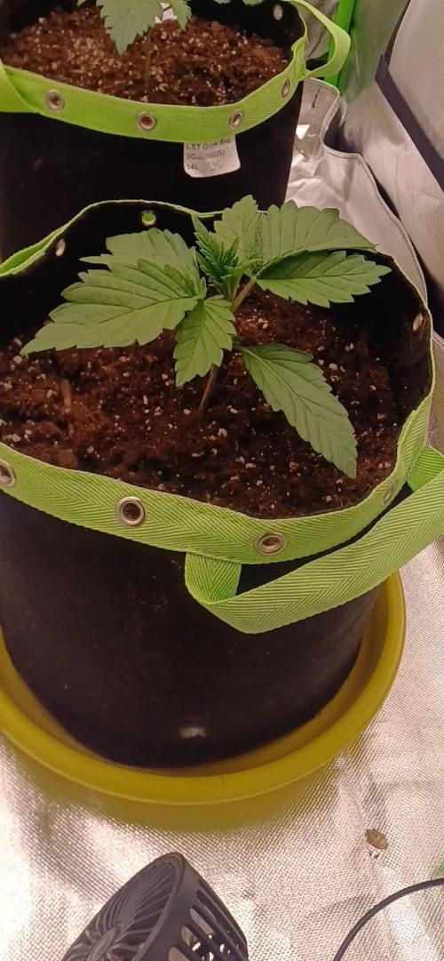Prime landrace