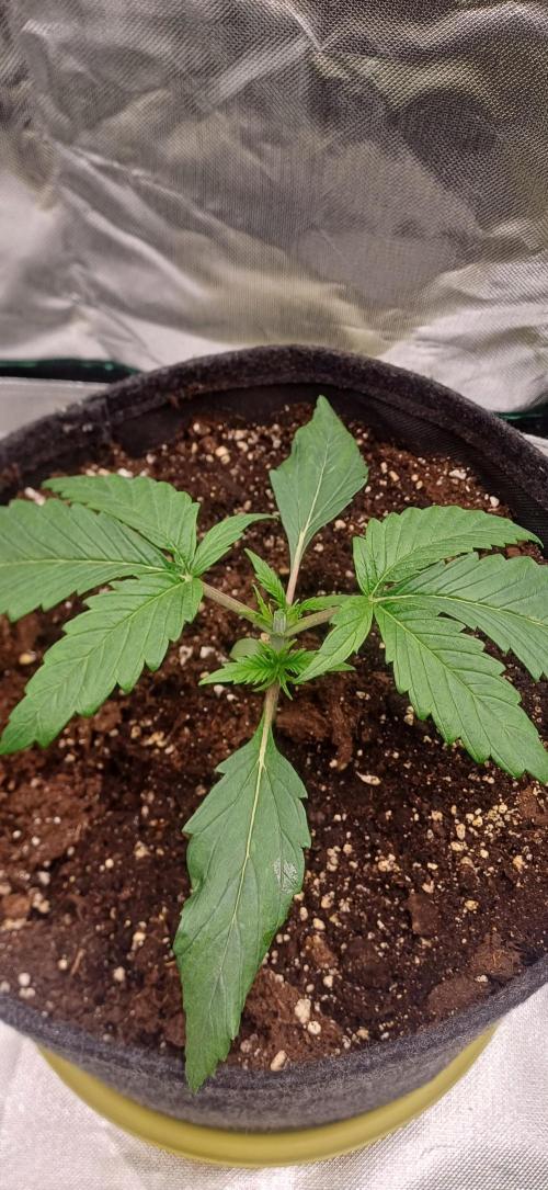 Prime landrace. Week 3