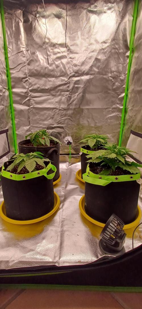 Prime landrace. Week 4