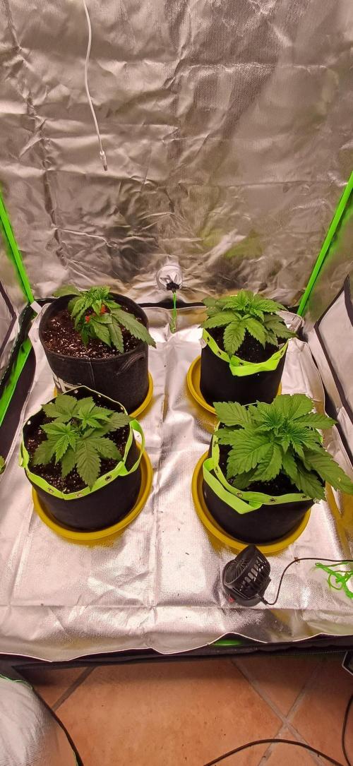Prime landrace. Week 4