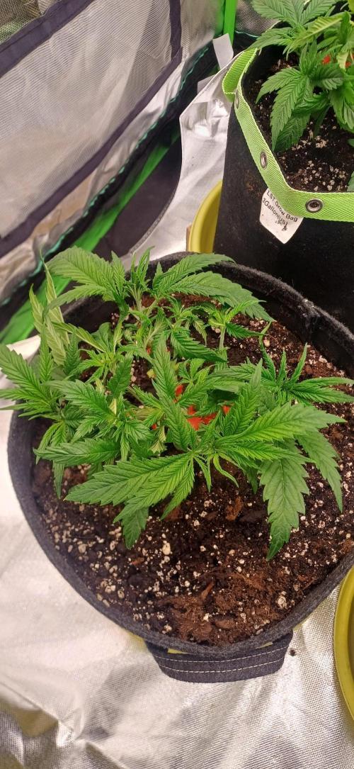 Prime landrace. Week 5