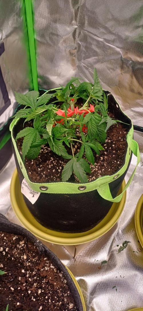 Prime landrace. Week 5