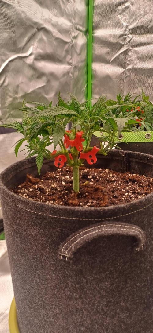 Prime landrace. Week 5