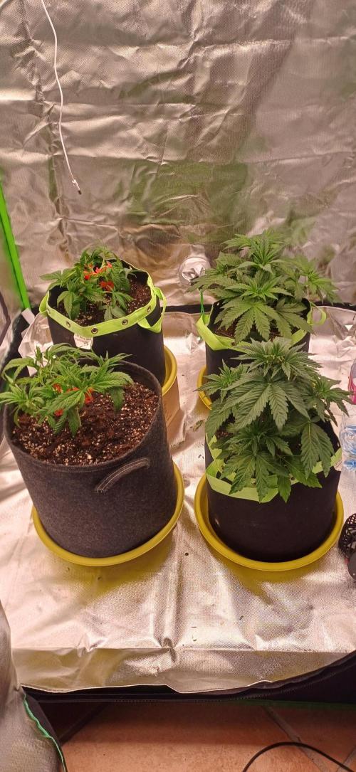 Prime landrace. Week 5