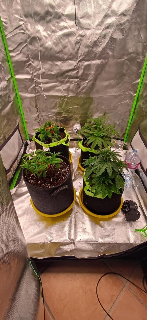 Prime landrace. Week 5